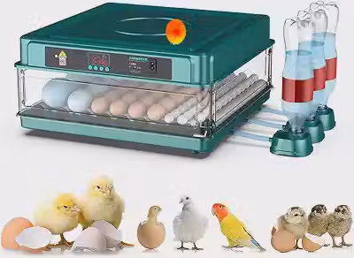 FINYQBET Chocadeira Incubadora Automática e Ovoscópio (72 Ovos, 110V)